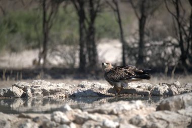 Doğada güzel bir kuş