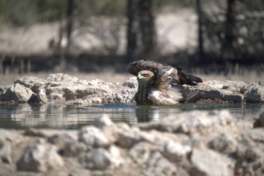 Güzel beyaz kuyruklu akbaba