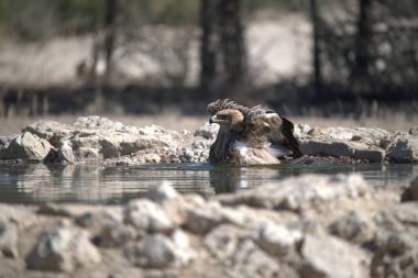 Doğadaki güzel kuşun manzarası