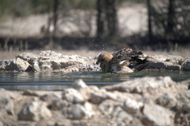 Siyah başlı ördek (barışçıl ruus leuphalus) suyun içinde