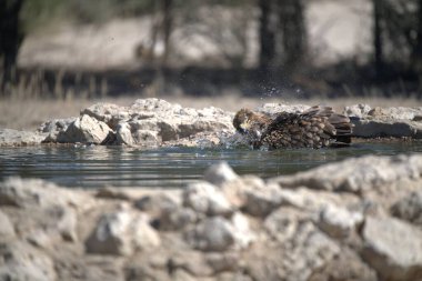 Güzel göl manzarası