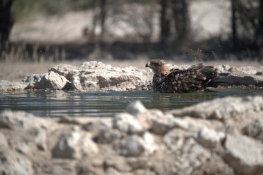 Vahşi doğada bir kuş