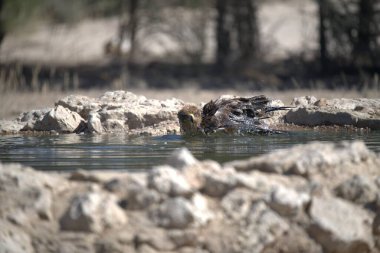 Sudaki vahşi timsah