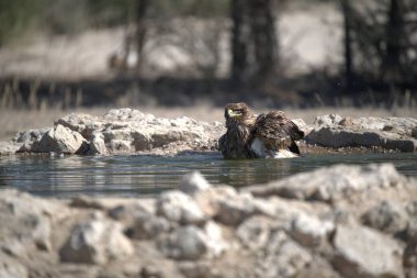 Suda bir çift ördek