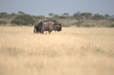 Afrika 'daki vahşi antiloplar