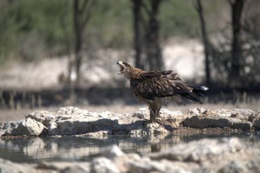 Bir kuşun yakın plan çekimi.