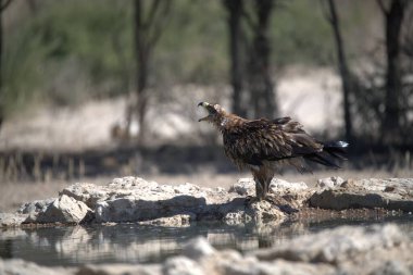 Ormanda güzel bir kuş
