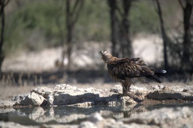 Ormandaki güzel vahşi kuş