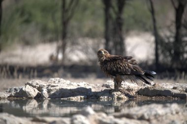 Hayvanat bahçesinde bir kuş