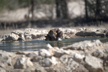 Güzel, beyaz bir suyun yakın plan çekimi.