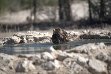 Büyük benekli karabatak - corphalus carbo, aynı zamanda karabatak, ya da karabatak - corbo,