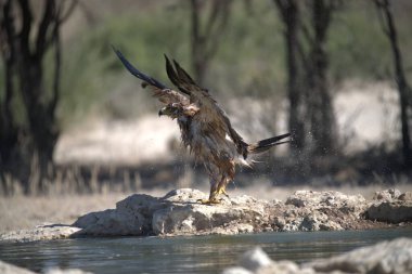 Doğadaki güzel kartal