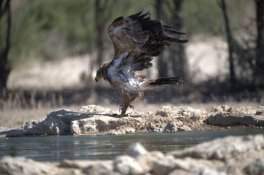 beyaz - kuyruklu kartal (haliaealus albicus )