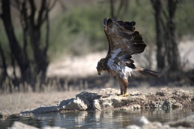 Uçan kartal, vahşi yaşam.