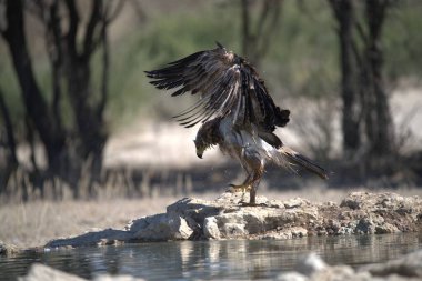 Ormandaki ağaçta bir kuş oturuyor.
