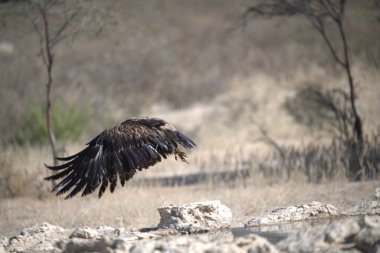 Kartal kuşu doğal yaşam alanında.