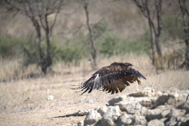 Kartal yerde, vahşi yaşam, doğa