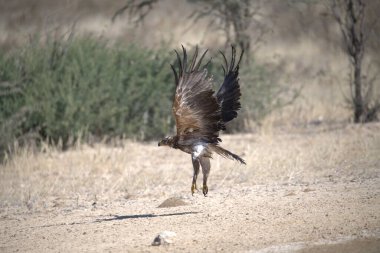 siyah - taç takmış kartal, (haliaeetus leucociphalus )