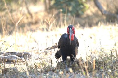 Kara Akbaba vahşi doğada