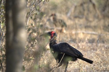 Kenya ulusal parkında kırmızı boynuz gagası