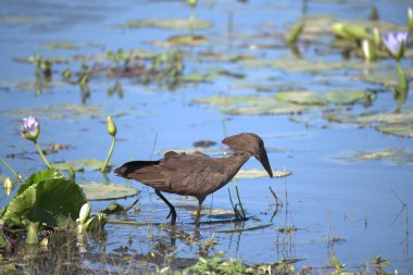 Parktaki gölette güzel bir kuş
