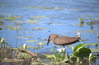 Gölette güzel bir kuş