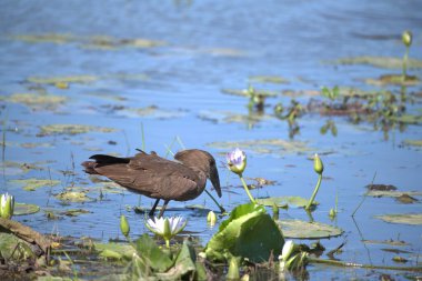 Kara kanatlı balıkçıl. Dalgalar halinde denizde dalgalanıp durur.