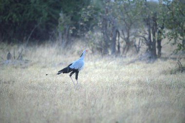Otların arasında bir kuş