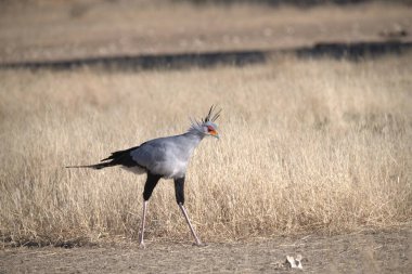 Tarladaki güzel bir kuşun yakın çekimi.