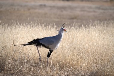 Otların arasında beyaz turna