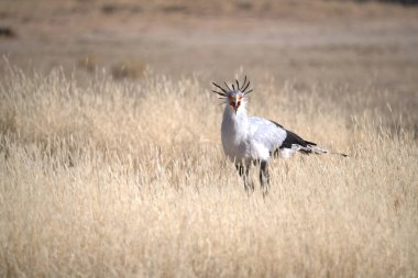 Kenya bozkırında vahşi bir antilop.