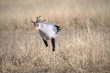 Güney Afrika 'daki Kruger Ulusal Parkı' nda beyaz kuyruklu bir kuş.