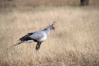 Otların arasında bir kuş