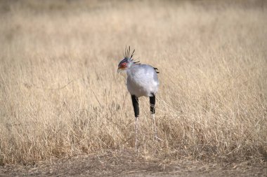 Güzel bir kuş görüntüsü.