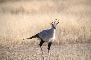Beyaz, otların arasında taçlandırılmış vinç.