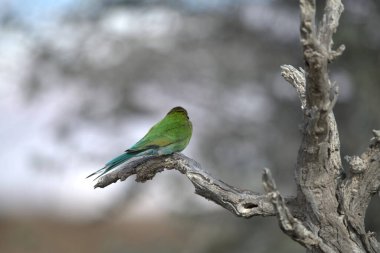mavi - yeşil kuş - bir ağacın dalına tünemiş
