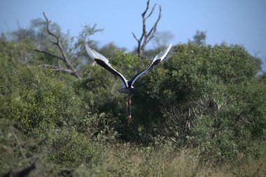 siyah başlı kartal (halietus leucocephalus) Güney Afrika 'daki Kruger parkında.