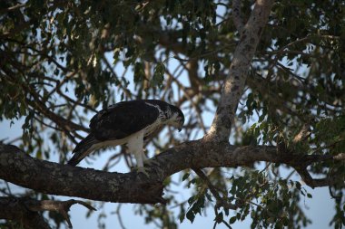 Siyah - kuyruklu kartal, haliaeetus albicus, daldaki tek kuş, Güney Afrika, 062016
