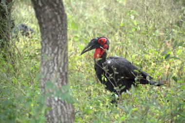 siyah - başlı boynuz gagası, boynuz gagası (serbill hornus corvus )