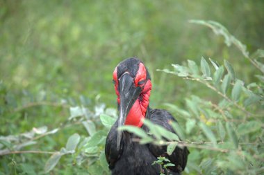 Ormandaki kara leylek