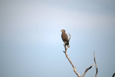 Gökyüzünde bir kuş