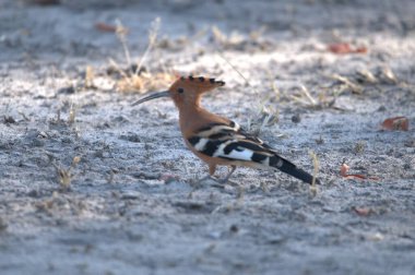 Afrikalı kuş (parvus parvlus )