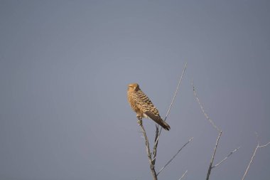 Çölün ortasındaki ölü ağacın çölünde bir kuş.