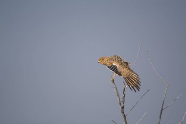 Kırmızı Kulaklı Şahin, Falco Rufalus, Normandiya 'da tek kuş, Fransa
