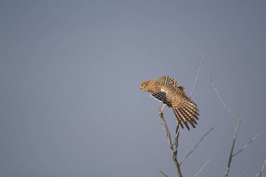Doğal bir yaşam alanında Avrasya kerkenezi (falco tintinlus cuco)