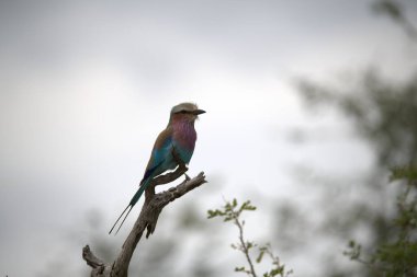 Paten arısı - arı (mermerops apiensis) )