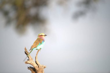 Patenci - Kenya, parkta göğüslü silindir