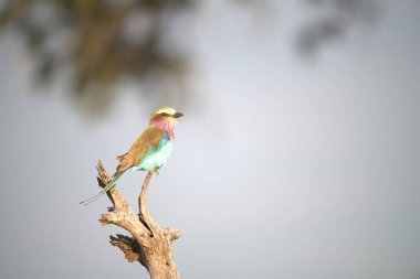 Ormandaki bir ağacın dalındaki kuş.
