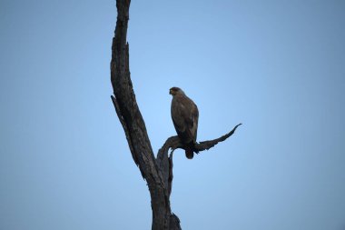Doğadaki kartal kuşu, vahşi yaşam, hayvan