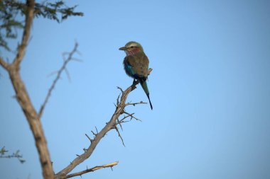 Mavi balıkçı, daldaki Kingfisher kuşu, doğa, bitki örtüsü